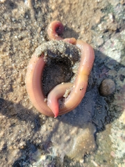 Glyceridae