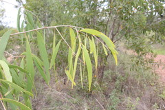 Melaleuca leucadendra