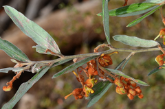 Grevillea floribunda