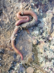 Glyceridae