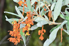 Grevillea floribunda
