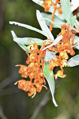 Grevillea floribunda