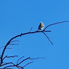 Stizoptera bichenovii