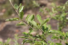 Petalostigma pubescens