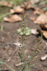 Phyllanthus virgatus