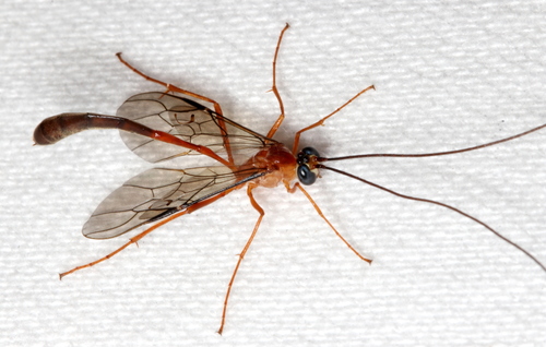 Enicospilus ruskini