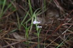 Rostellularia adscendens clementii