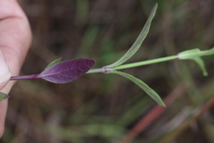 Rostellularia adscendens clementii