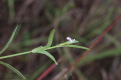 Rostellularia adscendens clementii