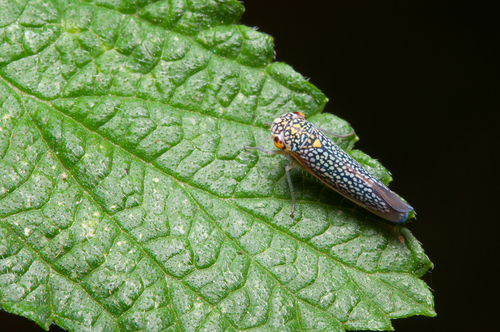 Macugonalia testudinaria observed 2021-12-31