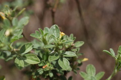 Stylosanthes viscosa