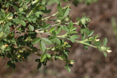 Stylosanthes viscosa