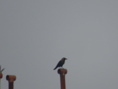 Corvus splendens