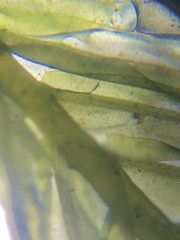 Fissidens polypodioides