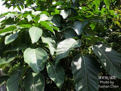 Ficus variegata garciae