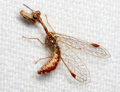 Austromantispa imbecilla