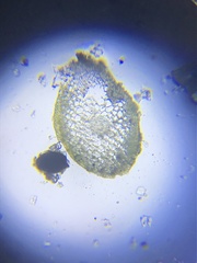 Fissidens polypodioides