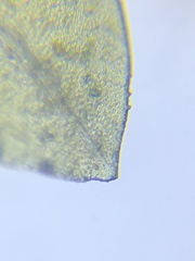 Fissidens polypodioides