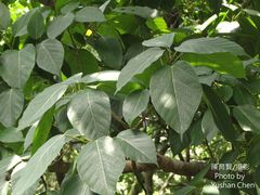 Ficus variegata garciae