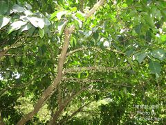 Ficus variegata garciae