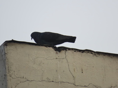 Columba livia domestica