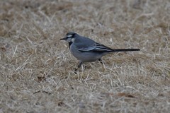 Motacilla alba ocularis