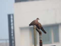 Streptopelia chinensis