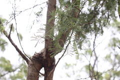 Vachellia bidwillii
