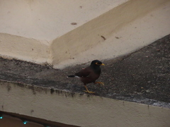 Acridotheres tristis