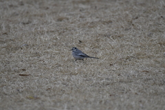 Motacilla alba ocularis