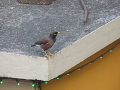Acridotheres tristis