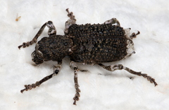 Aesiotes leucurus