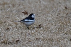Motacilla alba
