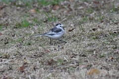 Motacilla alba