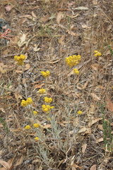 Chrysocephalum semipapposum