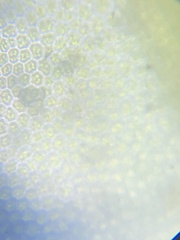 Fissidens polypodioides