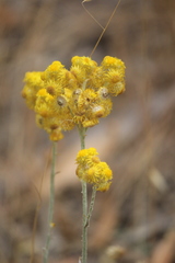 Chrysocephalum semipapposum