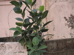 Magnoliopsida
