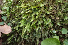 Fissidens polypodioides
