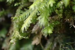 Fissidens polypodioides