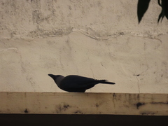 Corvus splendens