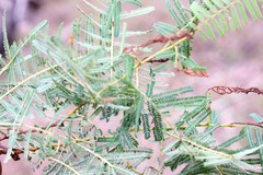 Vachellia bidwillii