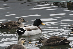 Anas platyrhynchos