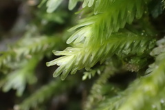 Fissidens polypodioides