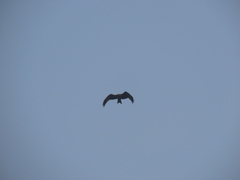 Milvus migrans