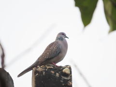 Streptopelia chinensis