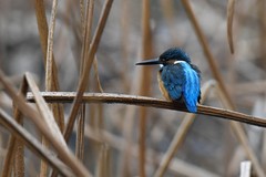 Alcedo atthis