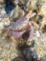 Paraxanthias taylori