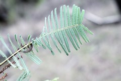 Vachellia bidwillii