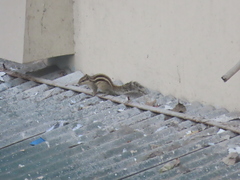 Funambulus pennantii